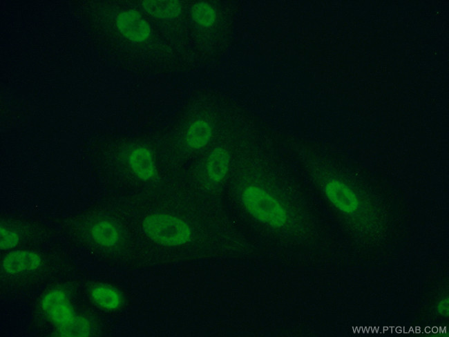 PRMT1 Antibody in Immunocytochemistry (ICC/IF)