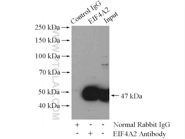 EIF4A2 Antibody in Immunoprecipitation (IP)