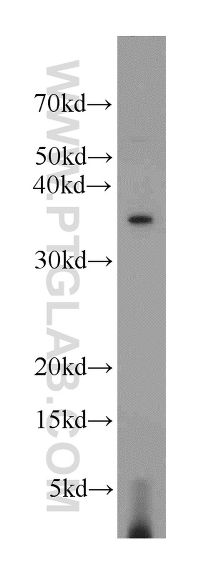 EIF3I Antibody in Western Blot (WB)