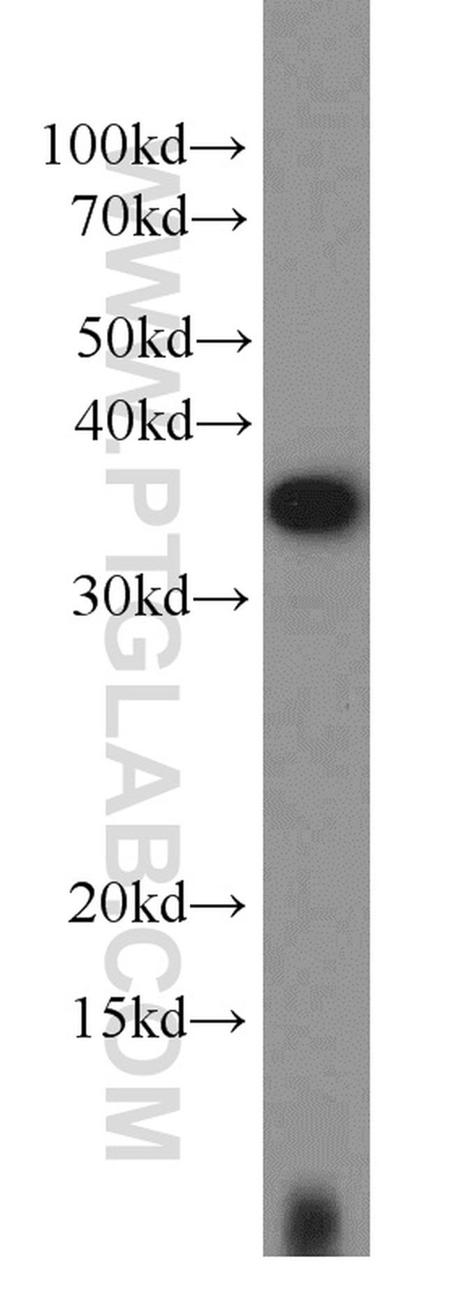 EIF3I Antibody in Western Blot (WB)