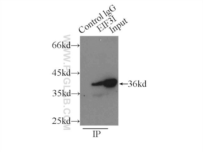 EIF3I Antibody in Immunoprecipitation (IP)