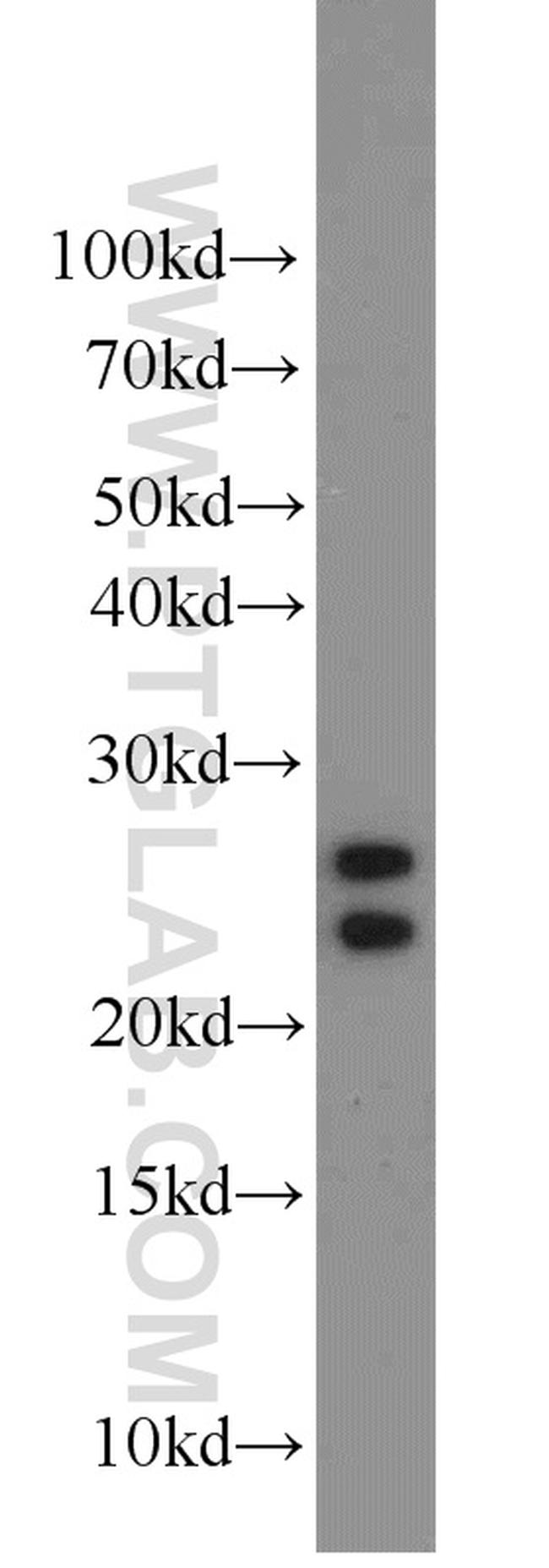 ALR Antibody in Western Blot (WB)