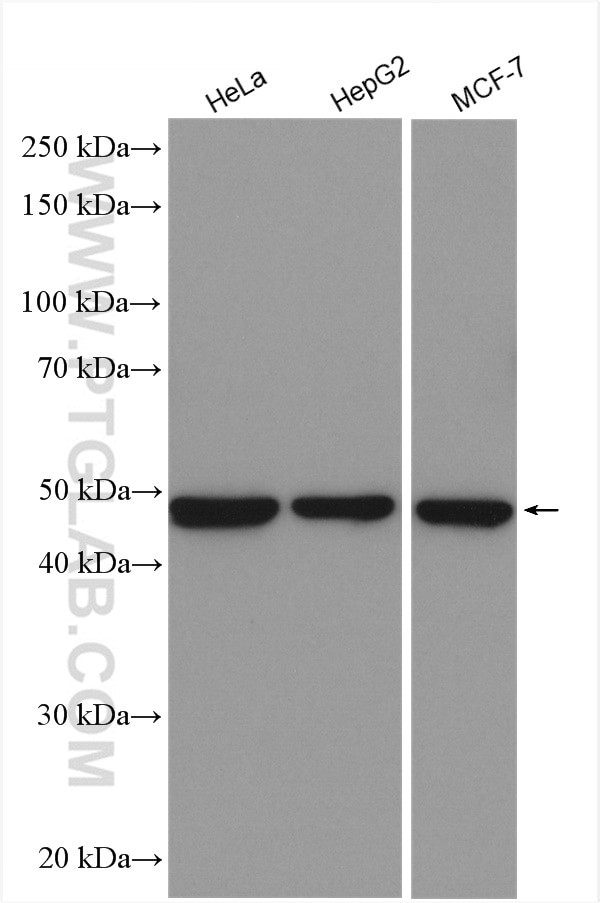 ribosomal protein L4 Antibody in Western Blot (WB)