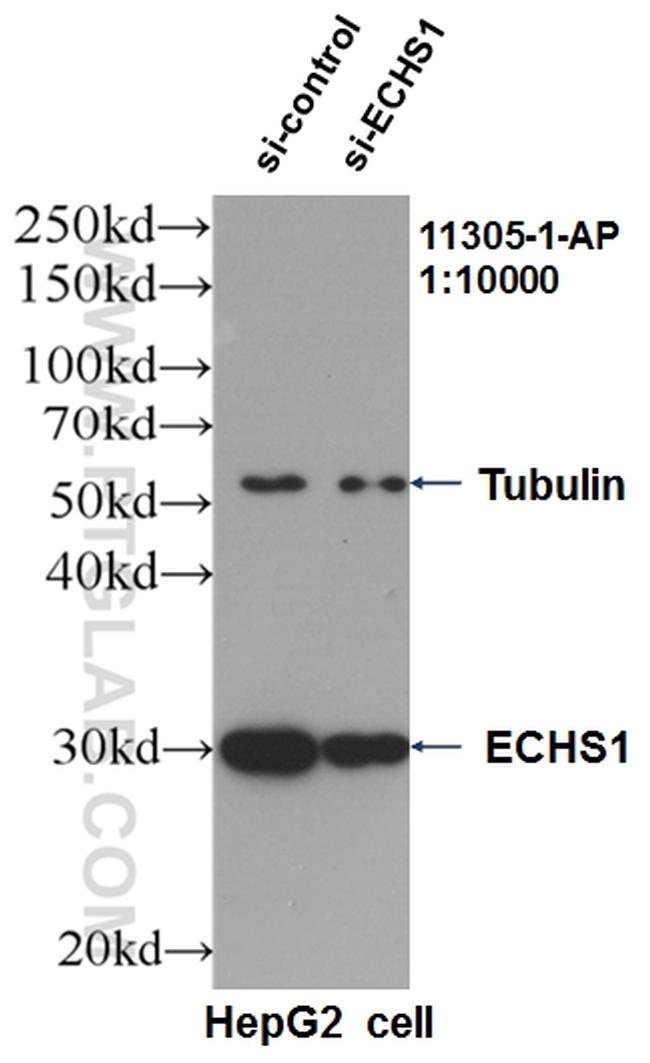 ECHS1 Antibody in Western Blot (WB)