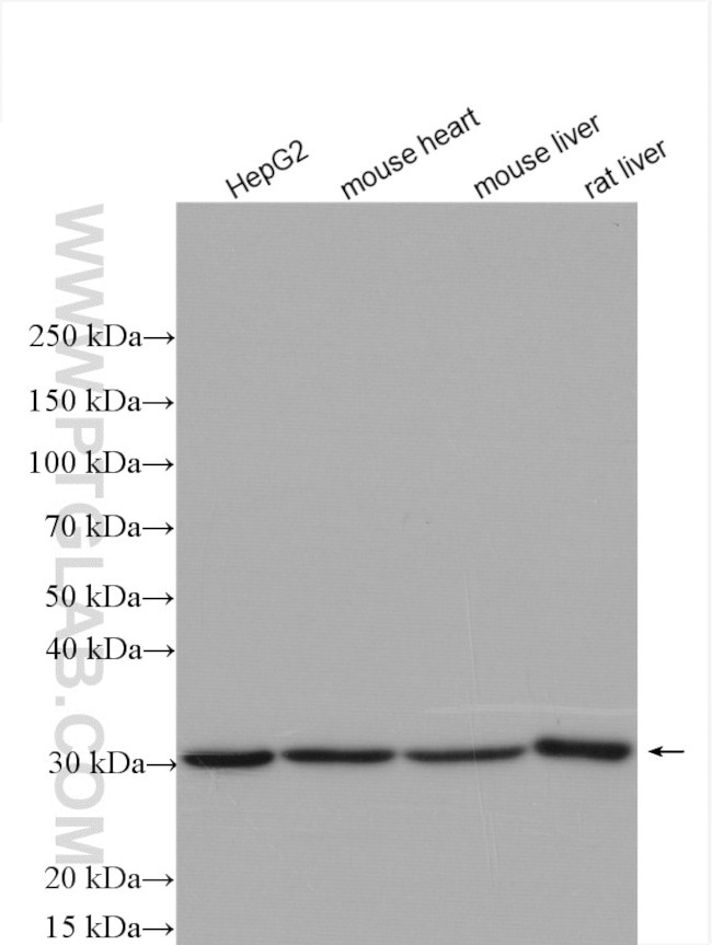 ECHS1 Antibody in Western Blot (WB)