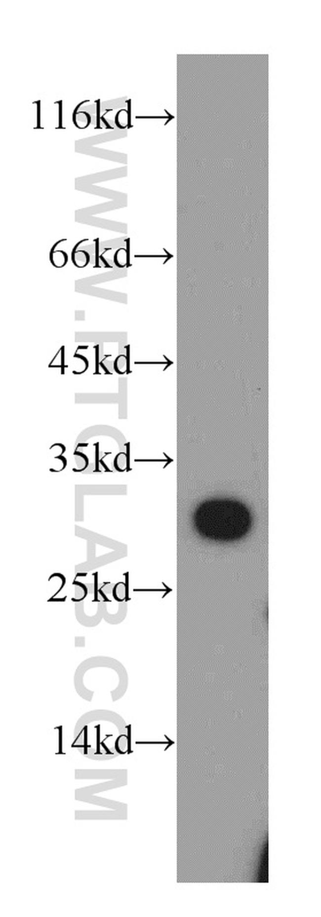 ECHS1 Antibody in Western Blot (WB)