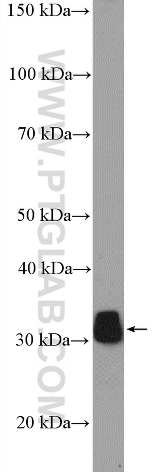 ECHS1 Antibody in Western Blot (WB)