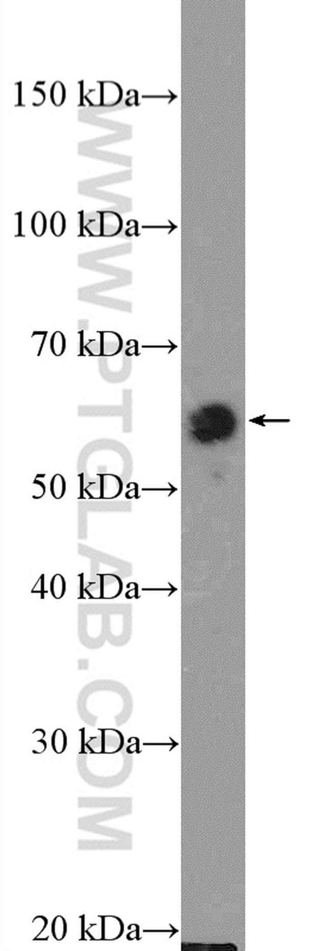 Beclin 1 Antibody in Western Blot (WB)