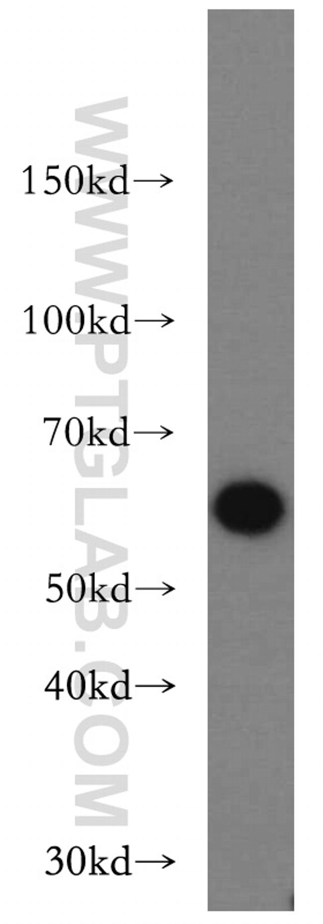 Beclin 1 Antibody in Western Blot (WB)