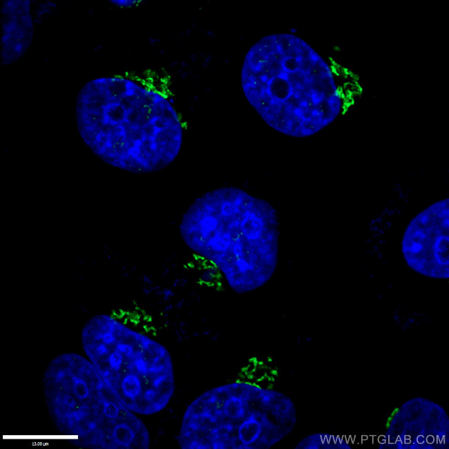 GOLGA2/GM130 Antibody in Immunocytochemistry (ICC/IF)