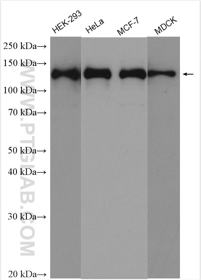 GOLGA2/GM130 Antibody in Western Blot (WB)