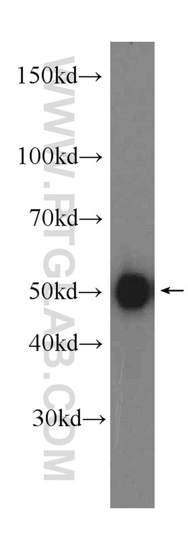 IRF3 Antibody in Western Blot (WB)