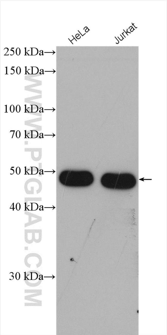 IRF3 Antibody in Western Blot (WB)