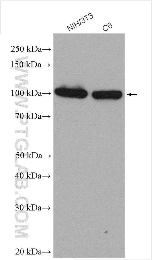 alpha Actinin Antibody in Western Blot (WB)