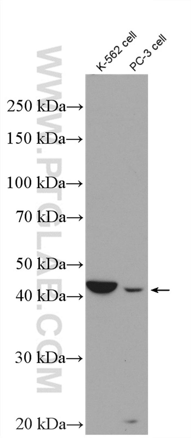 Aminoacylase 1 Antibody in Western Blot (WB)