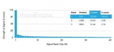 ECD/SGT1 Antibody in Peptide array (ARRAY)