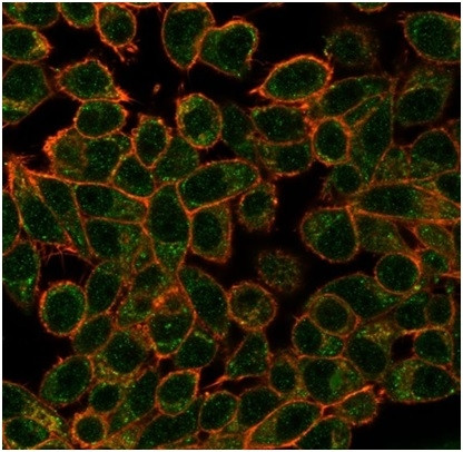 ECD/SGT1 Antibody in Immunocytochemistry (ICC/IF)