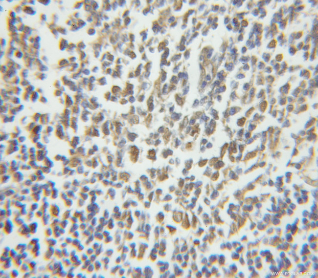 NASP Antibody in Immunohistochemistry (Paraffin) (IHC (P))