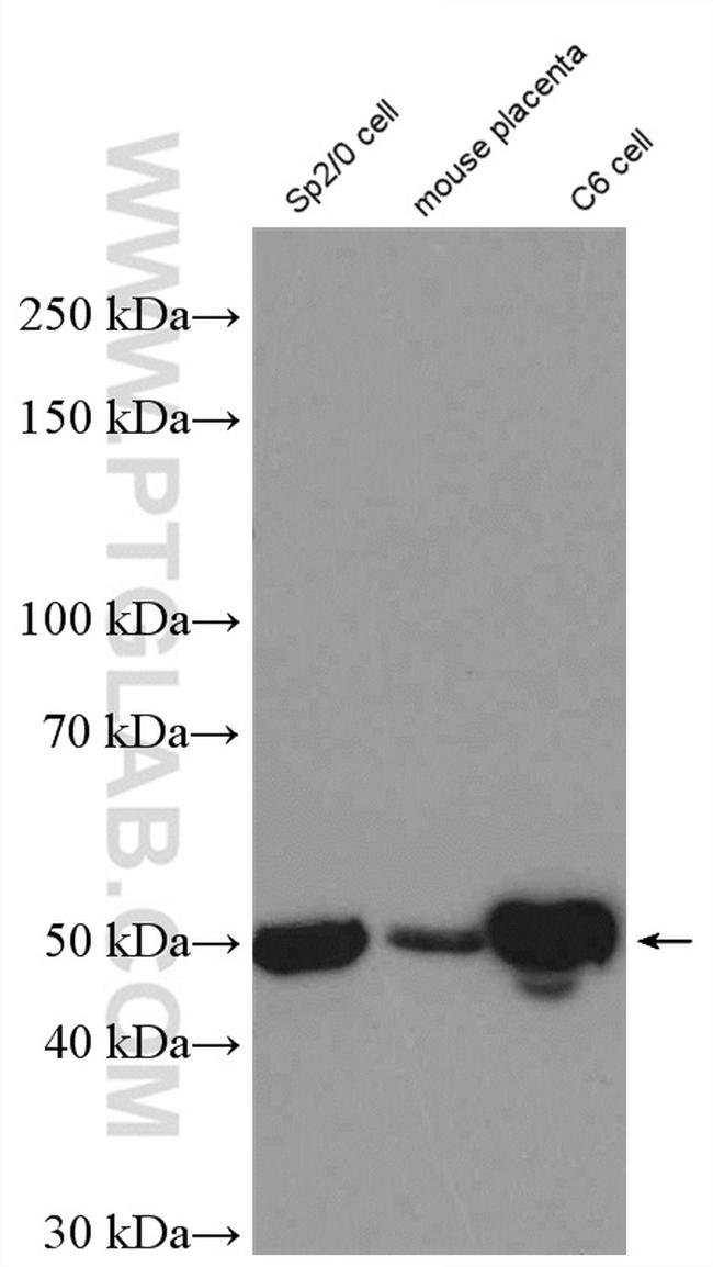 PTP1B Antibody in Western Blot (WB)