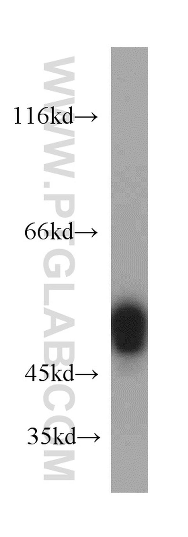 PTP1B Antibody in Western Blot (WB)