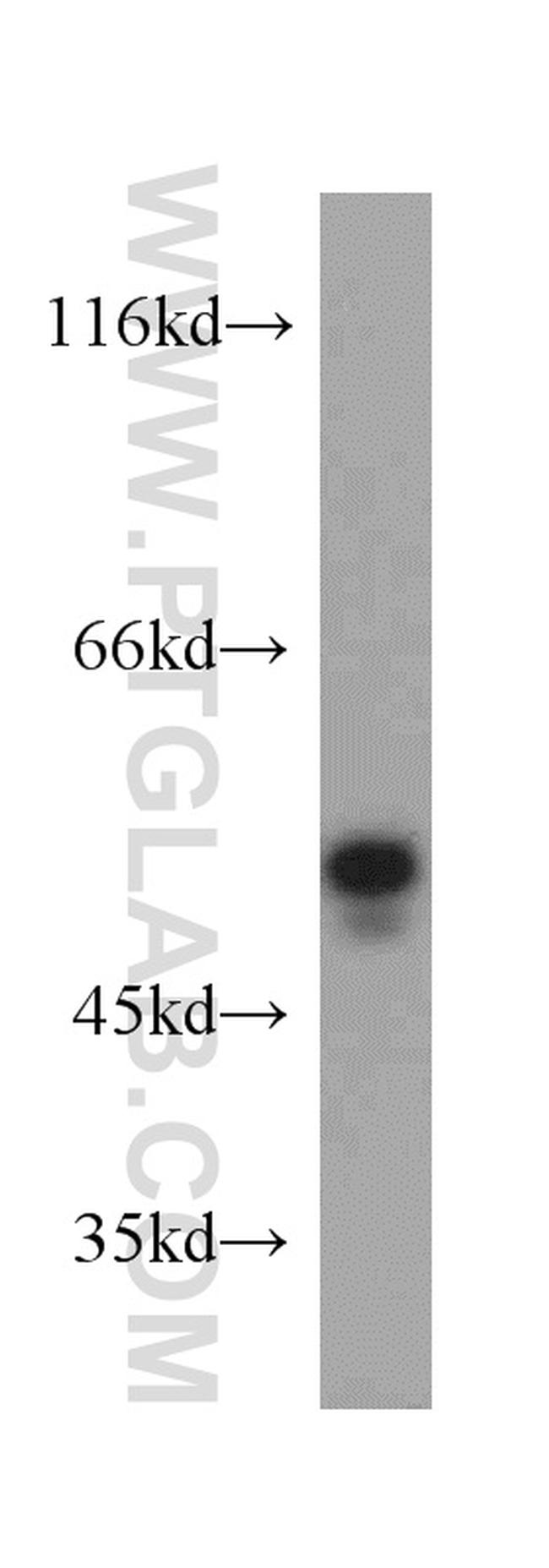 PTP1B Antibody in Western Blot (WB)