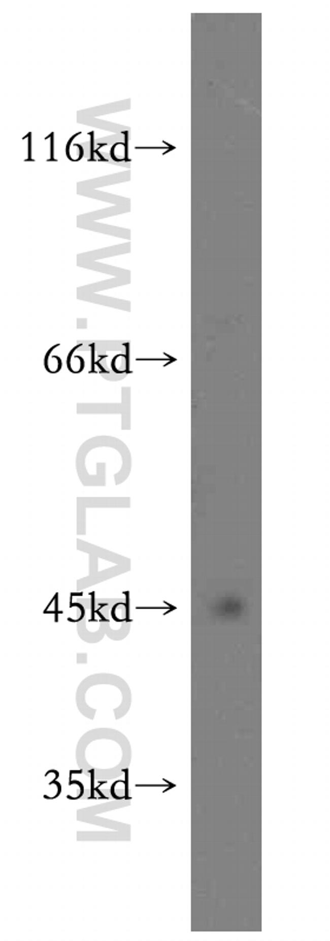 PTP1B Antibody in Western Blot (WB)