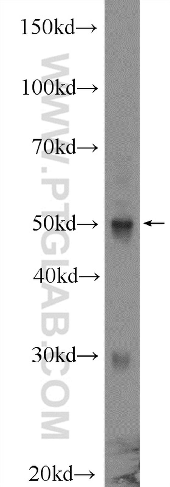 IRF1 Antibody in Western Blot (WB)