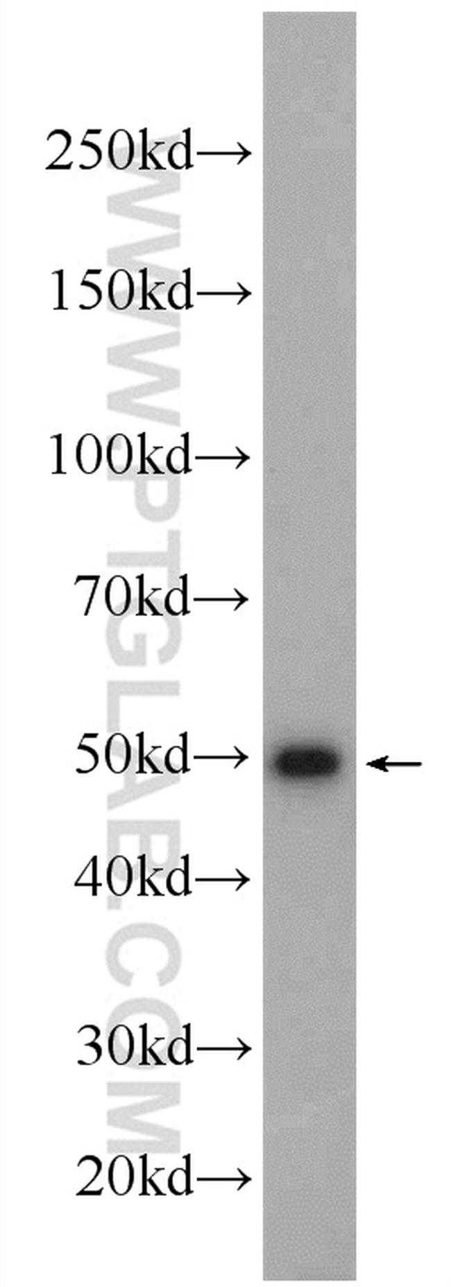 IRF1 Antibody in Western Blot (WB)