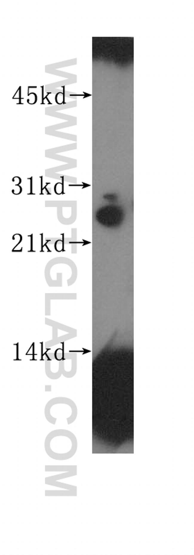 HOP2 Antibody in Western Blot (WB)