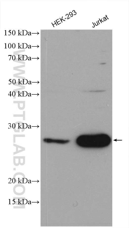 HOP2 Antibody in Western Blot (WB)