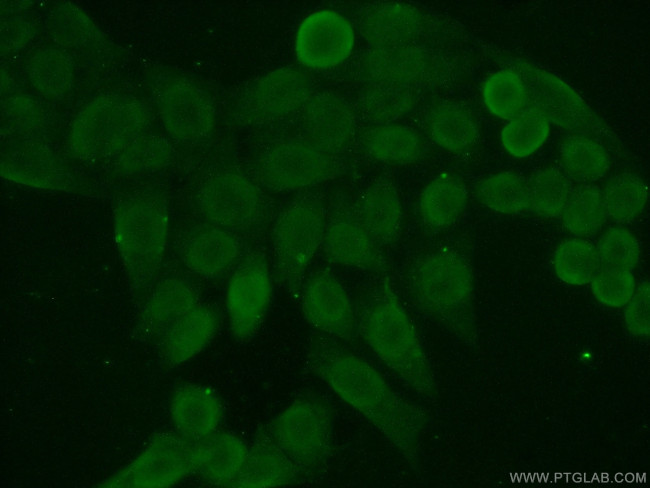 HDGF Antibody in Immunocytochemistry (ICC/IF)