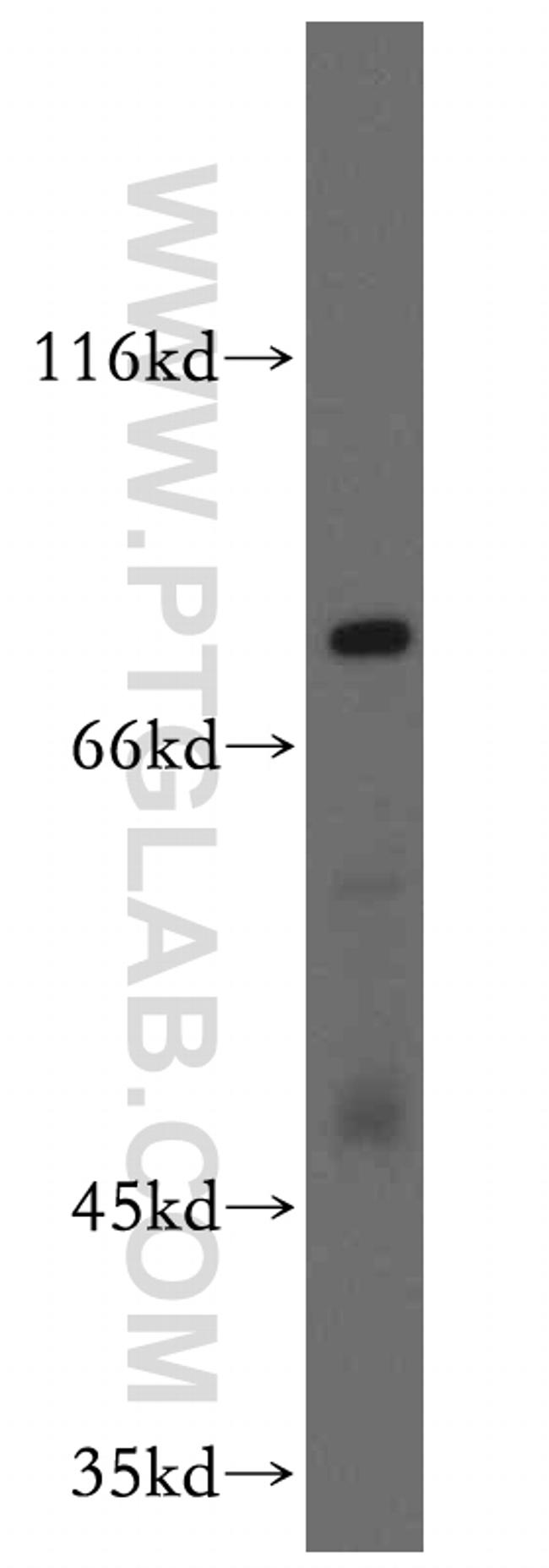 EXT2 Antibody in Western Blot (WB)