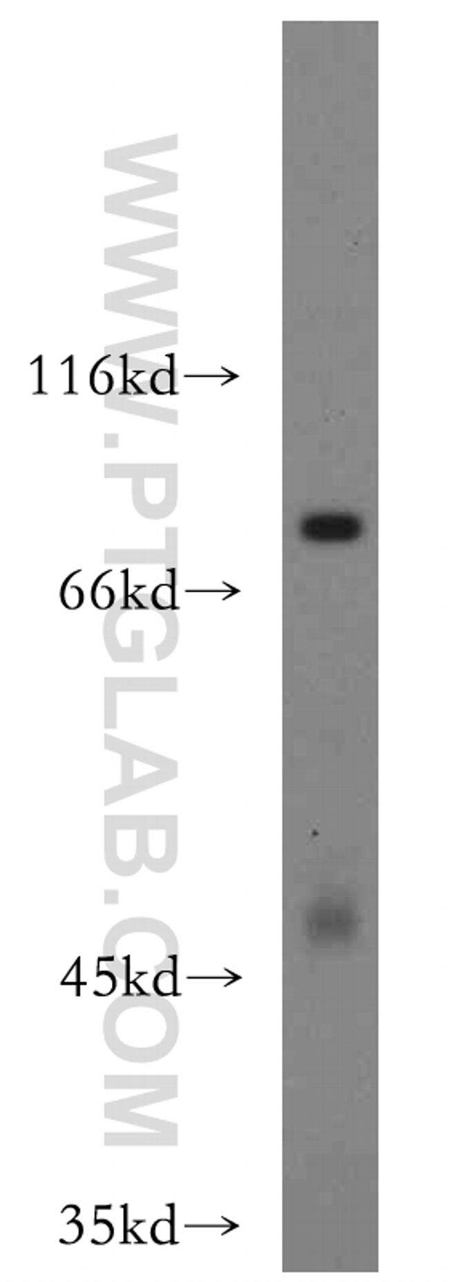 EXT2 Antibody in Western Blot (WB)