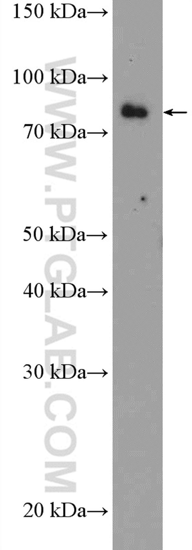 EXT2 Antibody in Western Blot (WB)