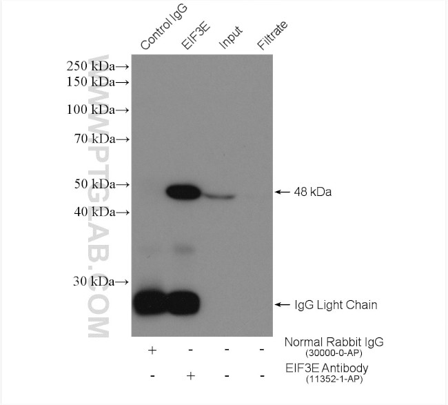 EIF3E Antibody in Immunoprecipitation (IP)