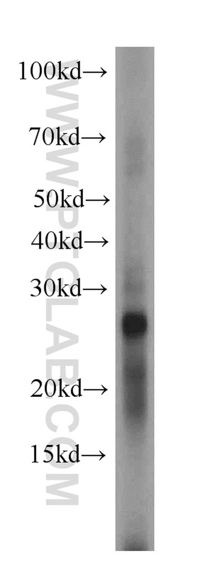 MYDGF Antibody in Western Blot (WB)