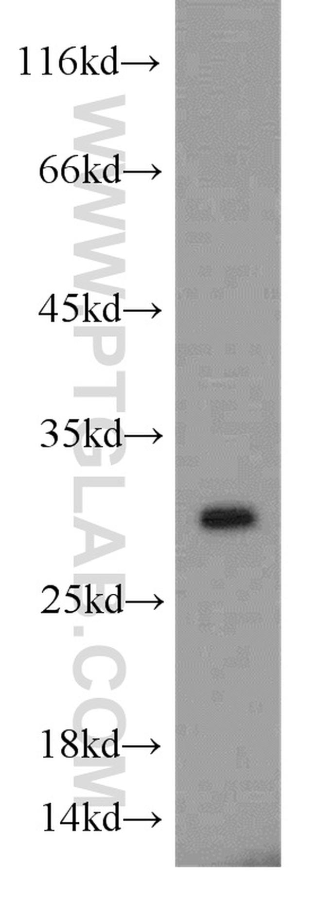 MYDGF Antibody in Western Blot (WB)