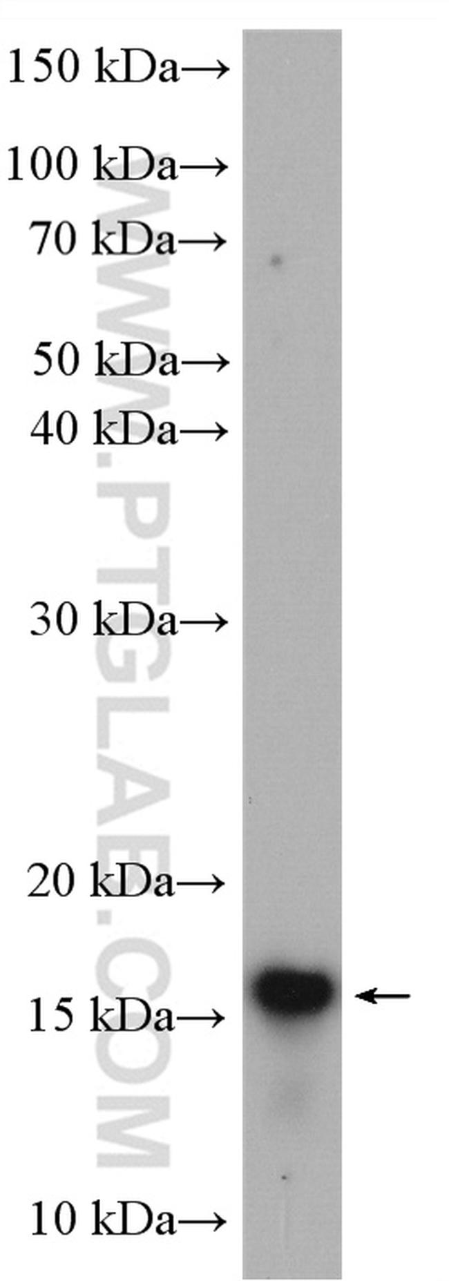 MYDGF Antibody in Western Blot (WB)