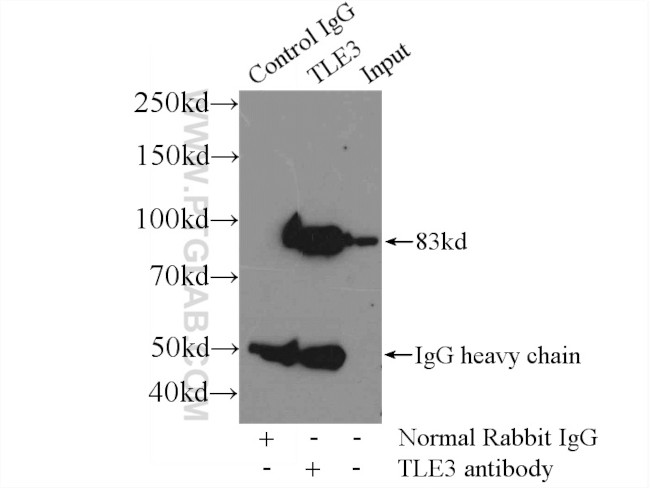 TLE3 Antibody in Immunoprecipitation (IP)