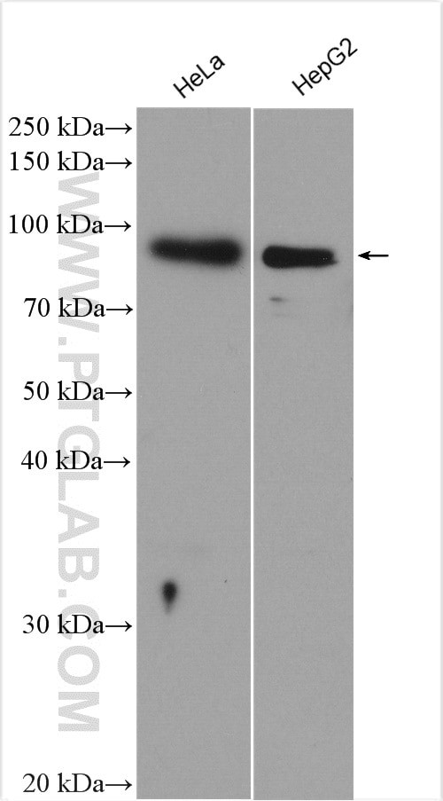 TLE3 Antibody in Western Blot (WB)