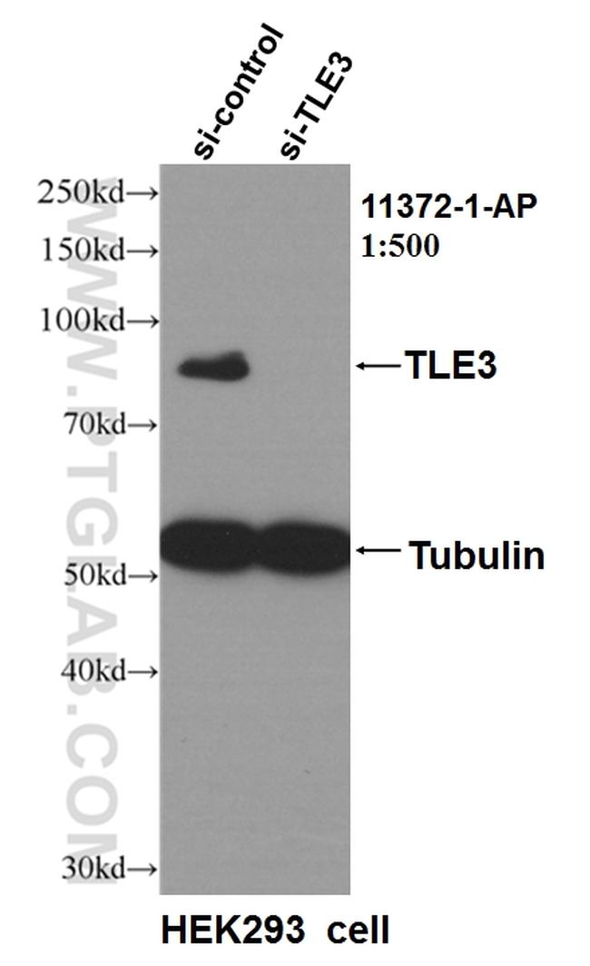 TLE3 Antibody in Western Blot (WB)