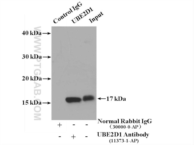 UBE2D1 Antibody in Immunoprecipitation (IP)