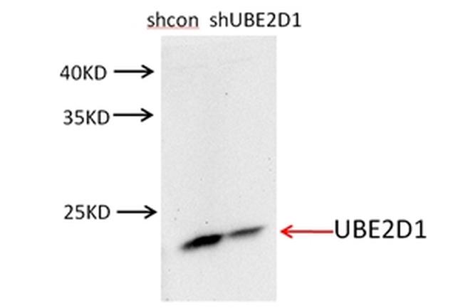 UBE2D1 Antibody in Western Blot (WB)