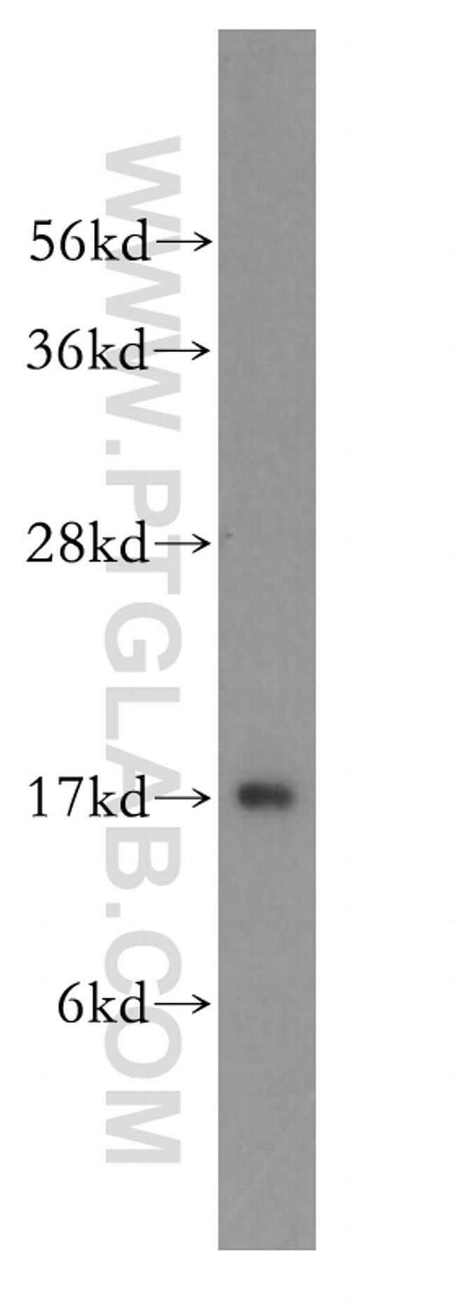 UBE2D1 Antibody in Western Blot (WB)