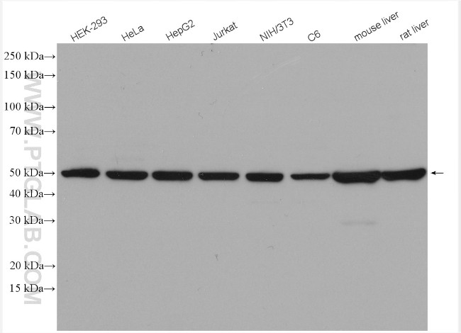 FH Antibody in Western Blot (WB)