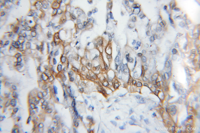 EPCR Antibody in Immunohistochemistry (Paraffin) (IHC (P))