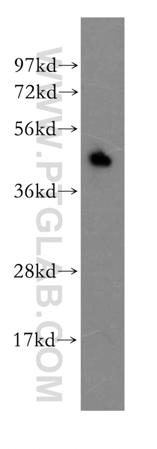 EPCR Antibody in Western Blot (WB)