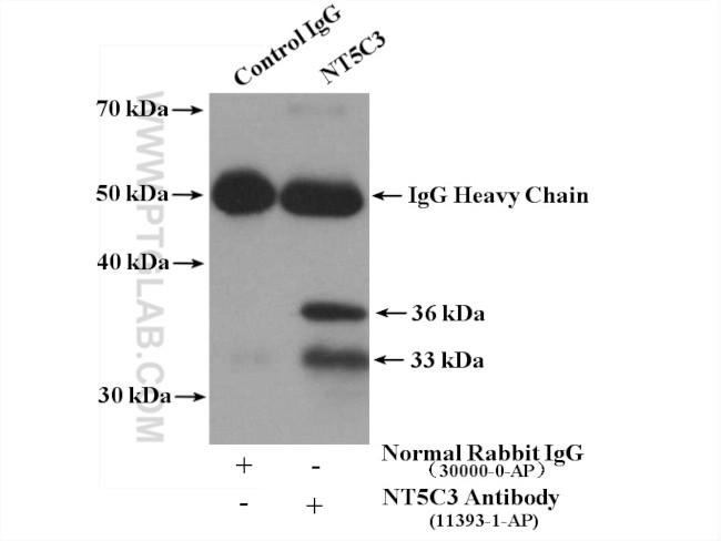 NT5C3 Antibody in Immunoprecipitation (IP)