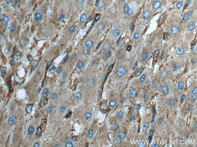 SEPT2 Antibody in Immunohistochemistry (Paraffin) (IHC (P))