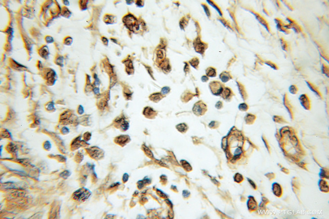 NMNAT1 Antibody in Immunohistochemistry (Paraffin) (IHC (P))